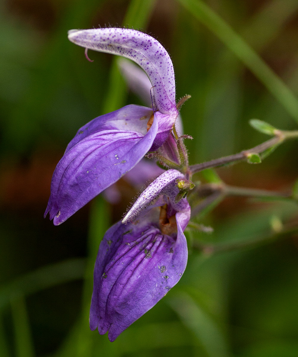Brillantaisia cicatricosa
