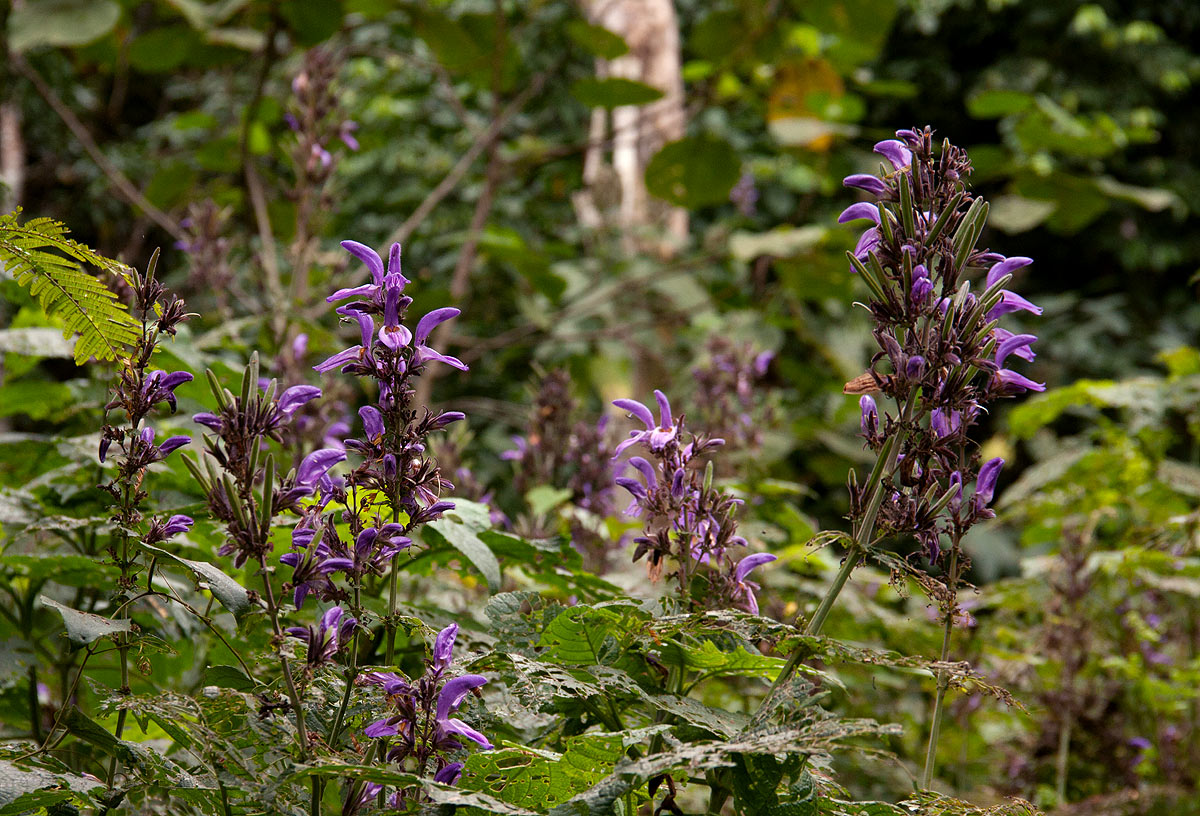 Brillantaisia cicatricosa Brillantaisia cicatricosa