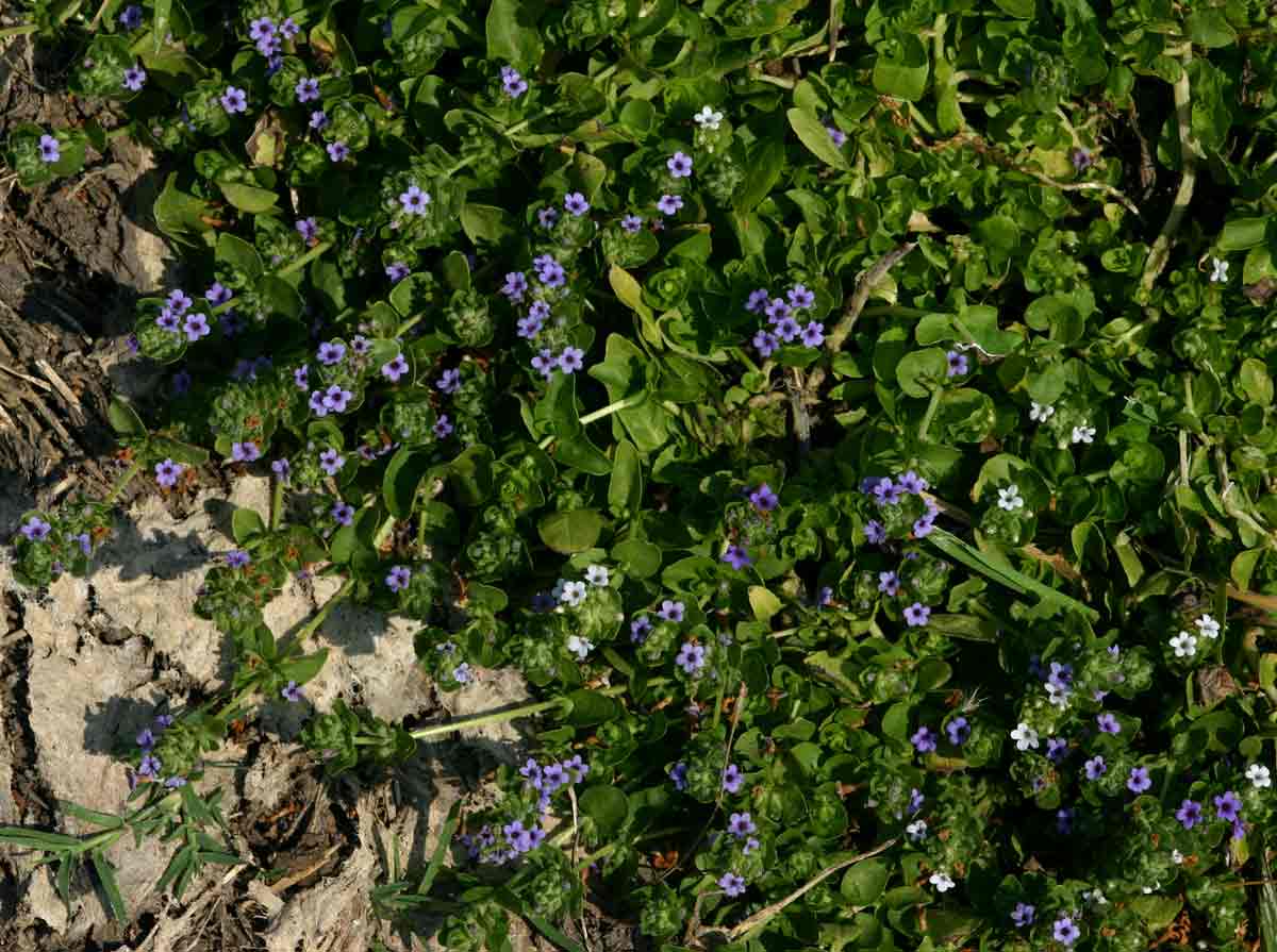 Hygrophila abyssinica
