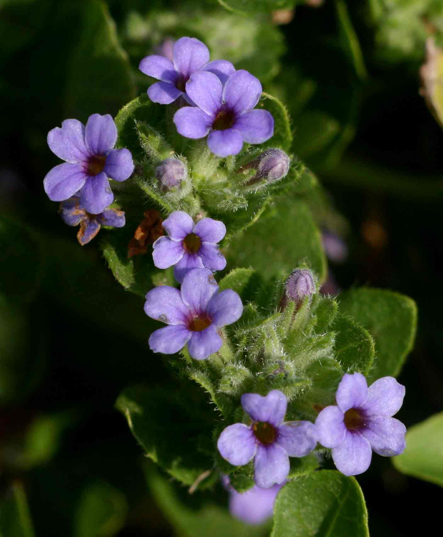 Hygrophila abyssinica