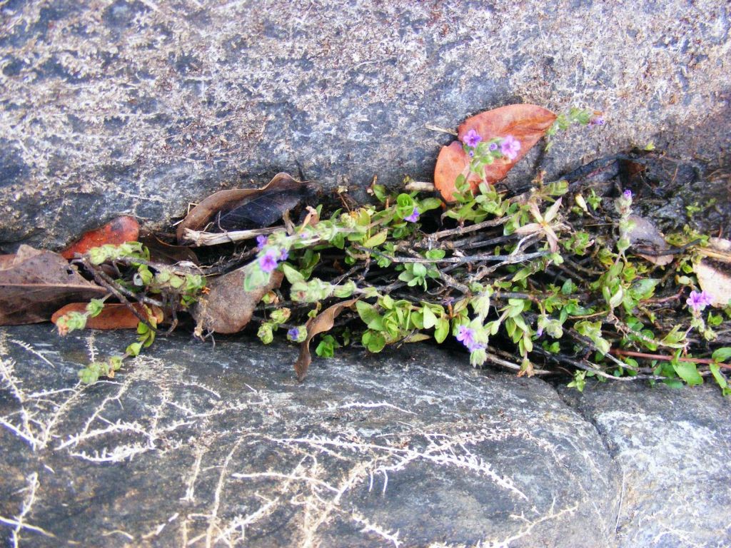 Hygrophila abyssinica