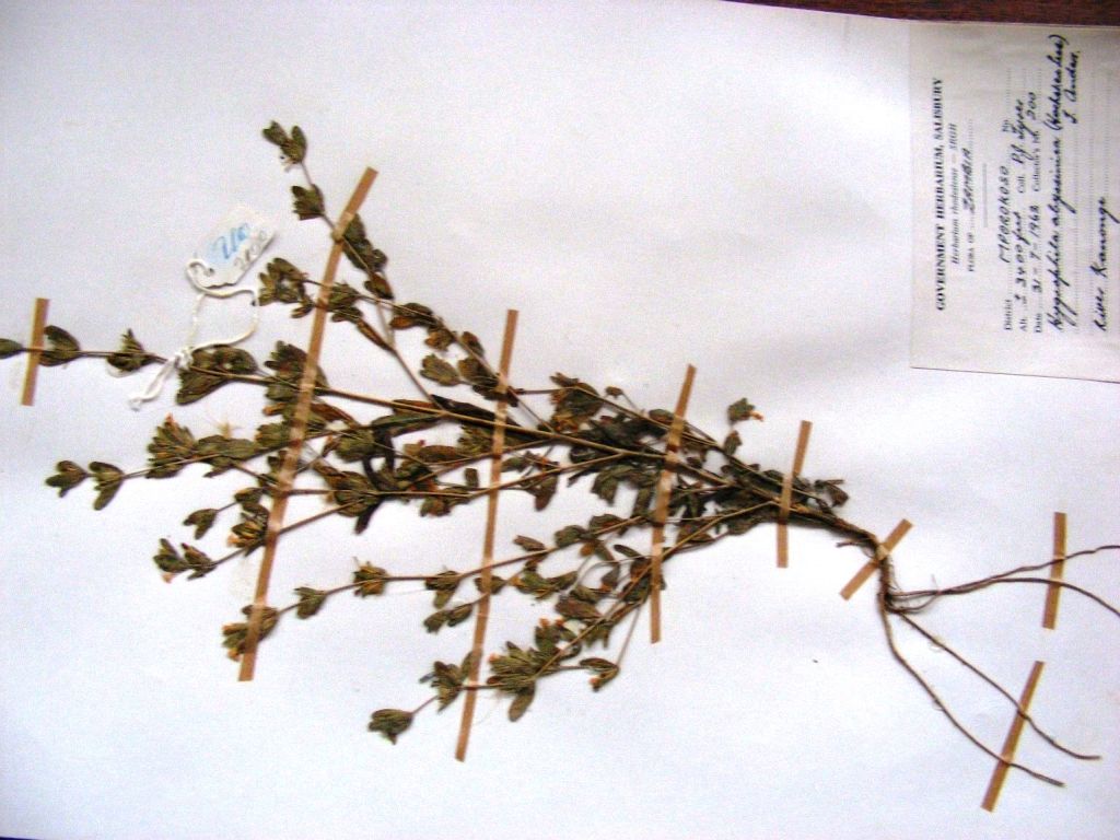 Hygrophila abyssinica