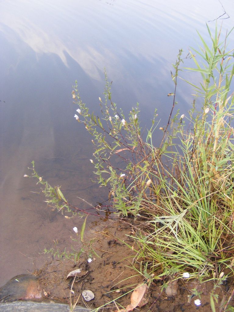 Hygrophila didynama Hygrophila didynama