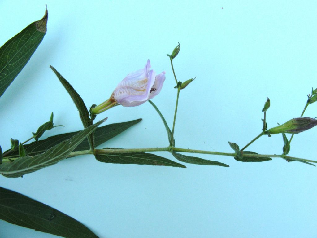 Hygrophila didynama