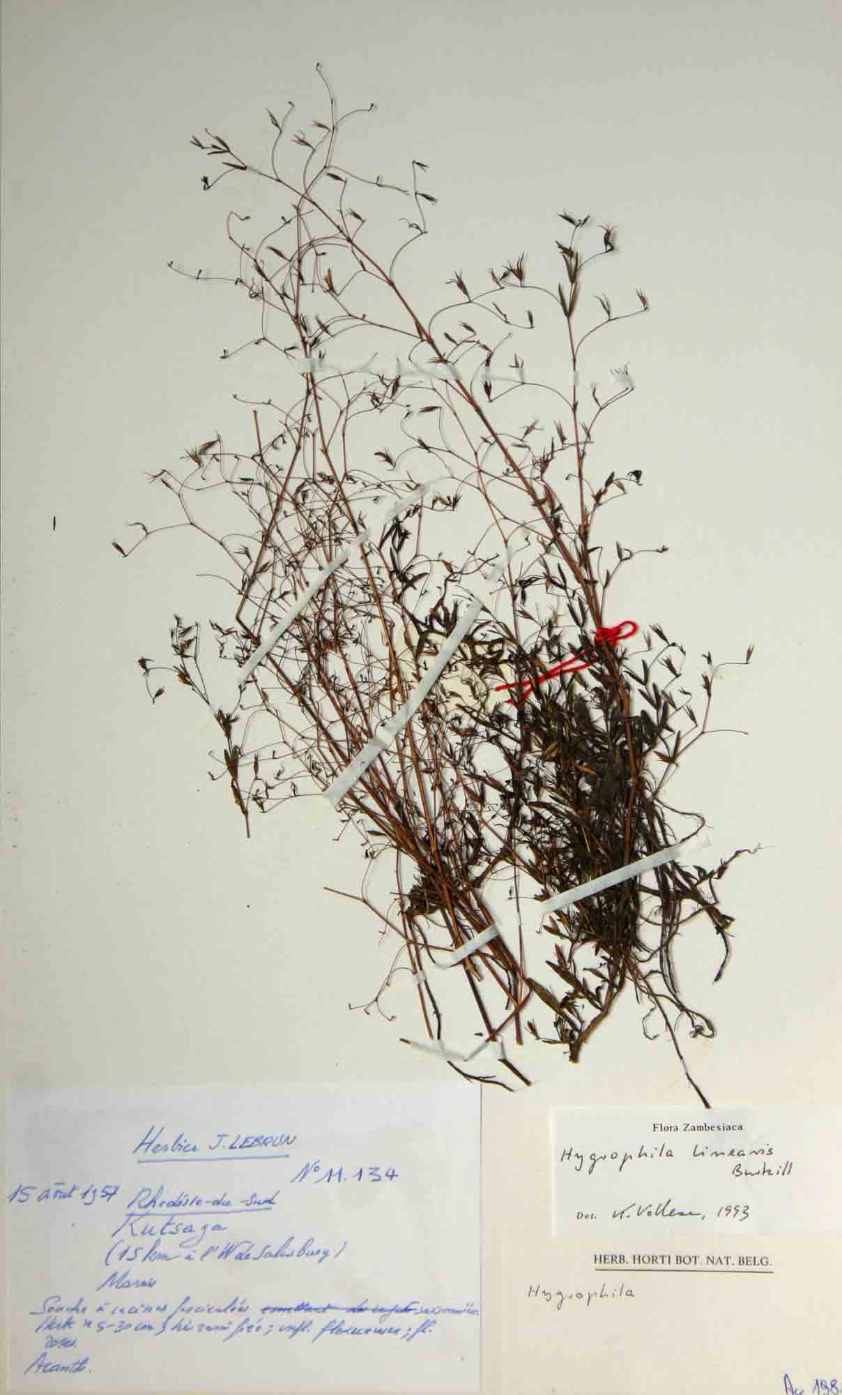 Hygrophila linearis Hygrophila linearis