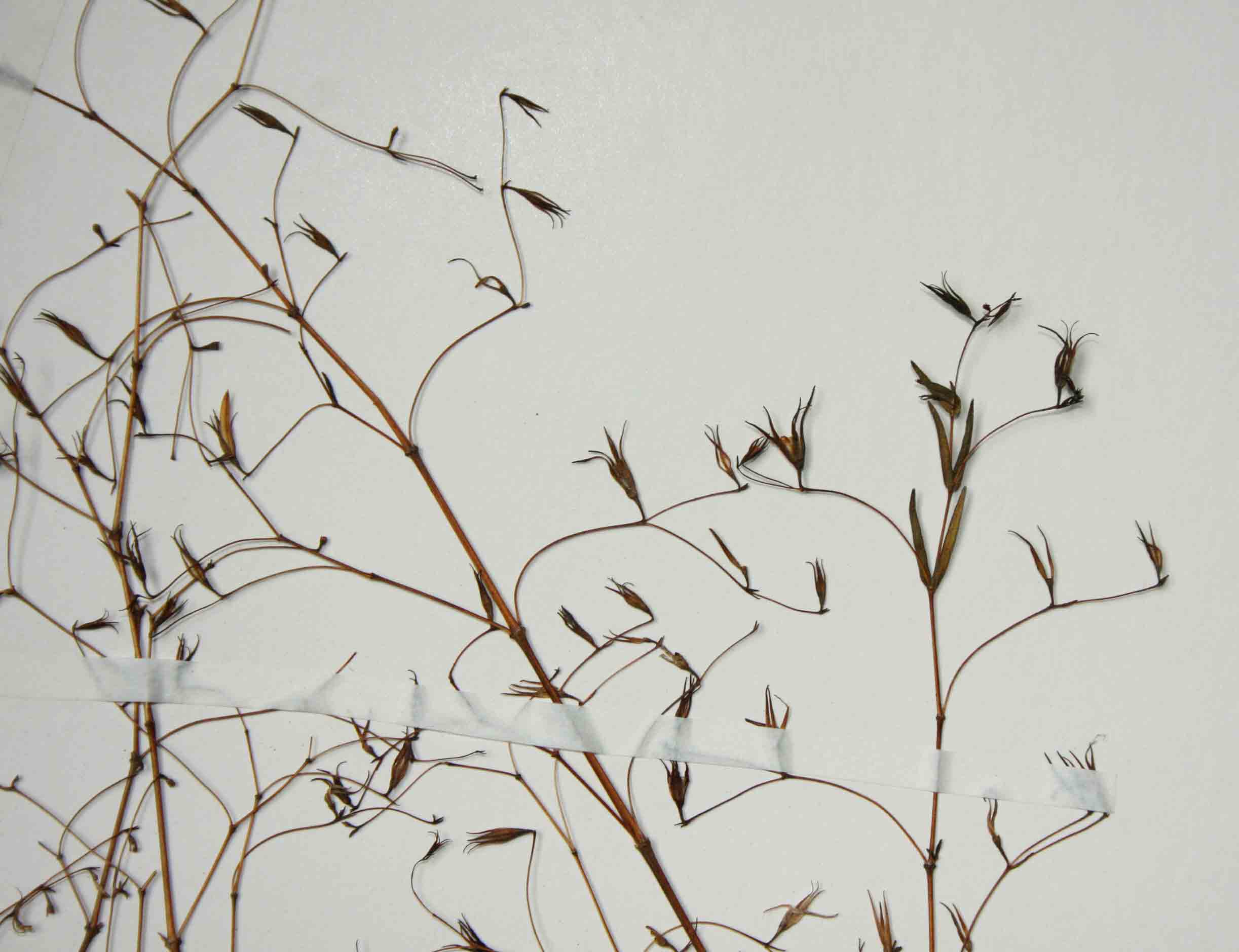 Hygrophila linearis Hygrophila linearis