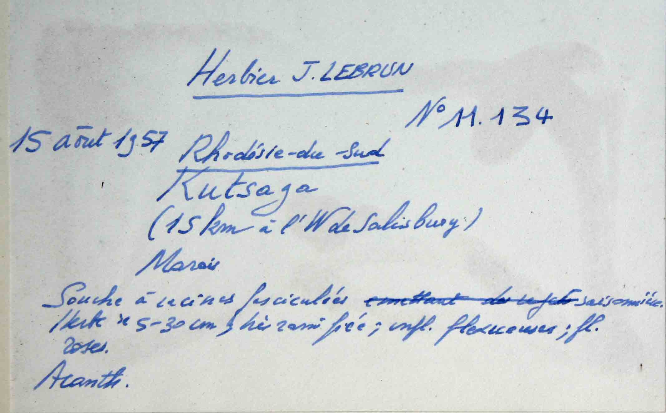 Hygrophila linearis Hygrophila linearis