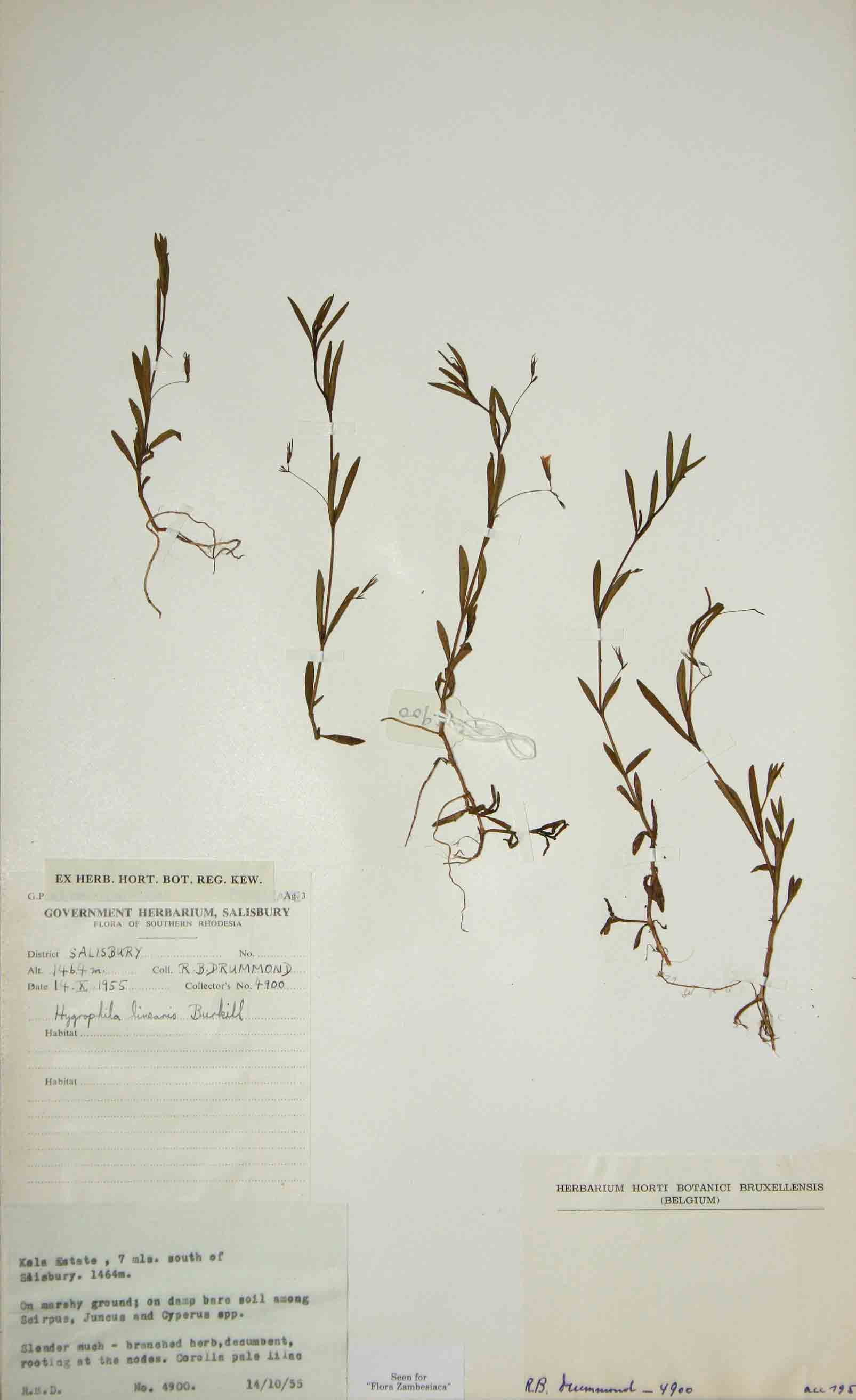 Hygrophila linearis