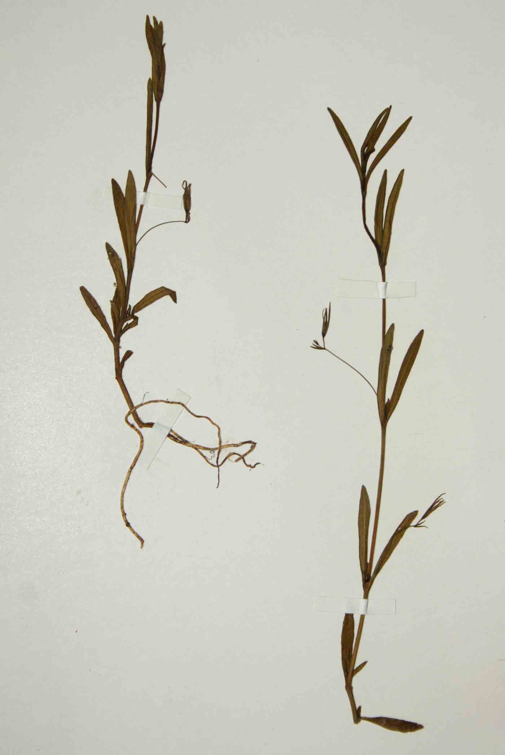 Hygrophila linearis