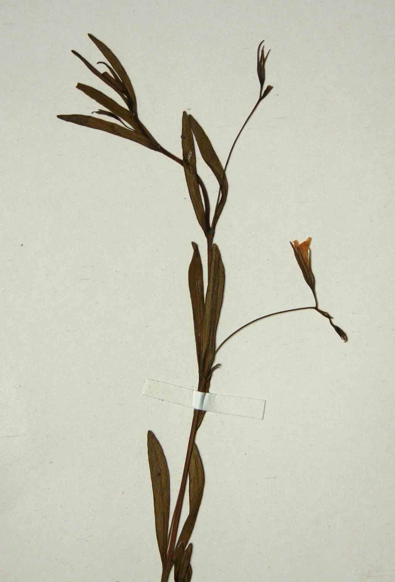 Hygrophila linearis