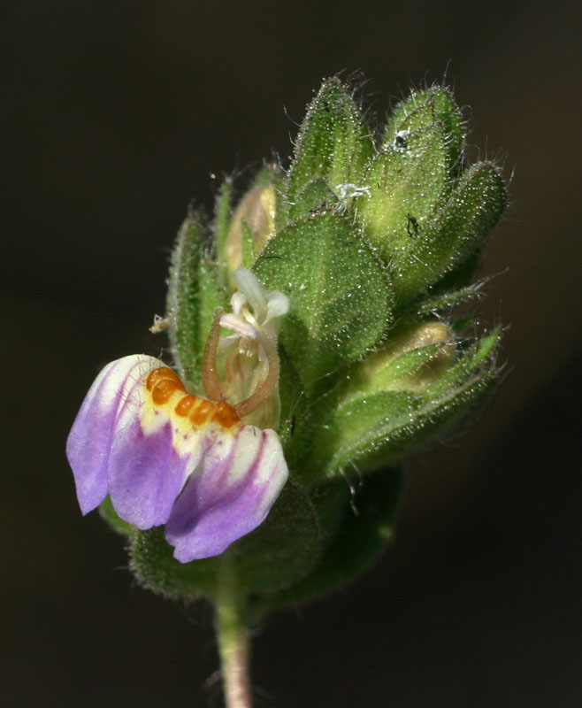 Hygrophila pilosa