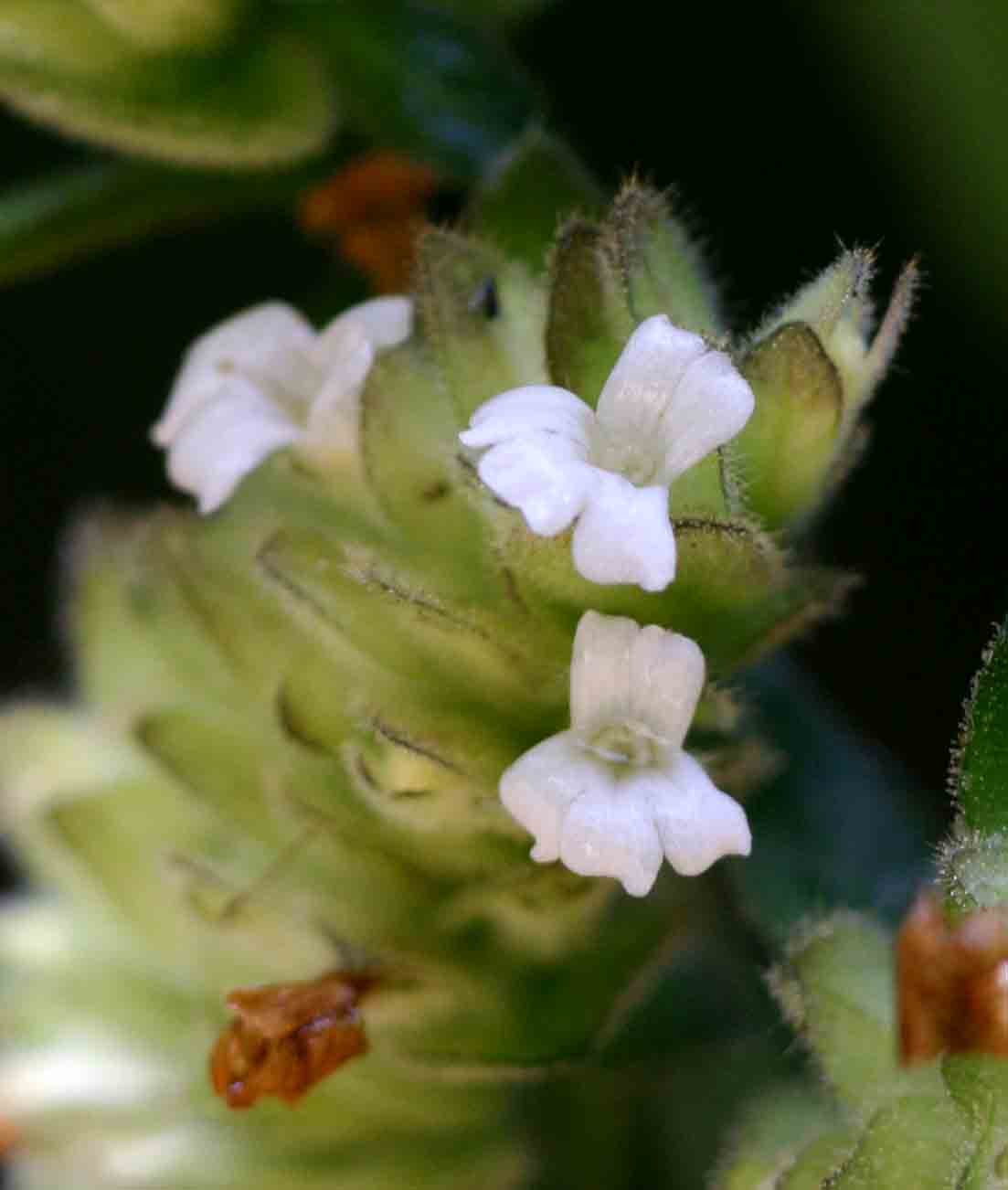 Phaulopsis imbricata subsp. imbricata