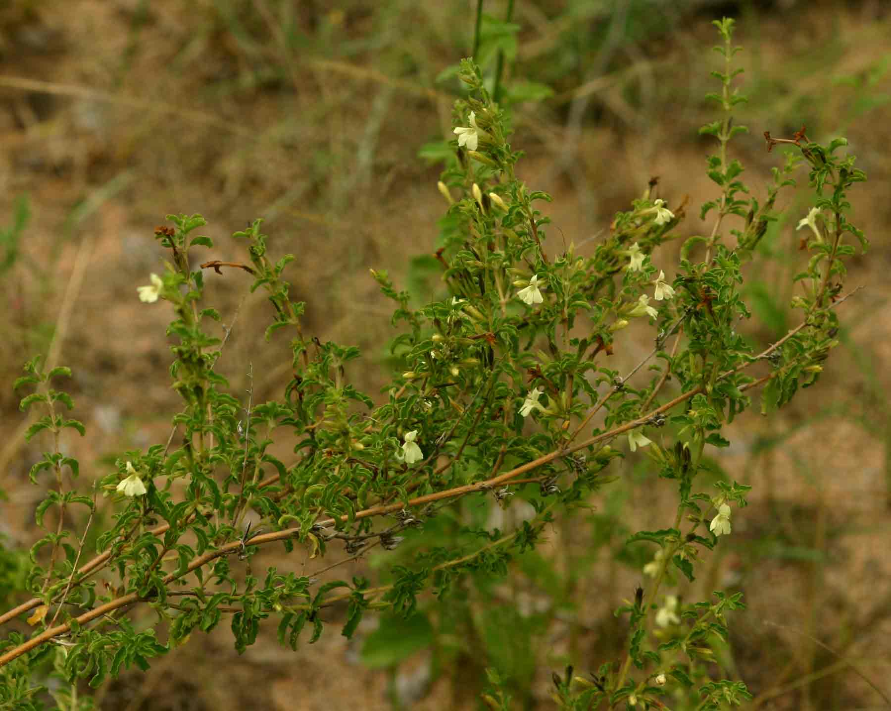 Dyschoriste hildebrandtii Dyschoriste hildebrandtii