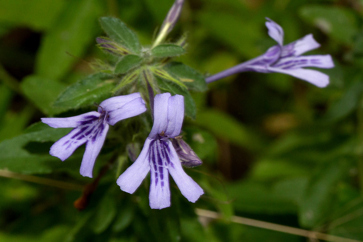 Dyschoriste hildebrandtii Dyschoriste hildebrandtii