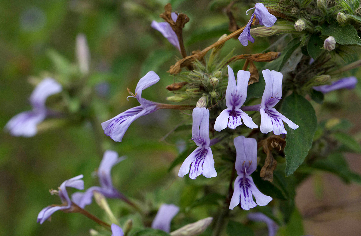 Dyschoriste hildebrandtii Dyschoriste hildebrandtii