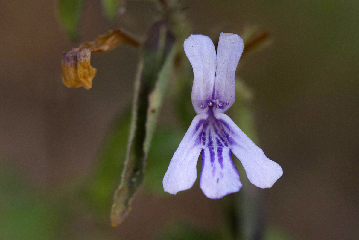 Dyschoriste hildebrandtii Dyschoriste hildebrandtii
