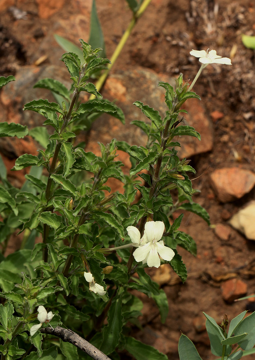 Dyschoriste hildebrandtii Dyschoriste hildebrandtii