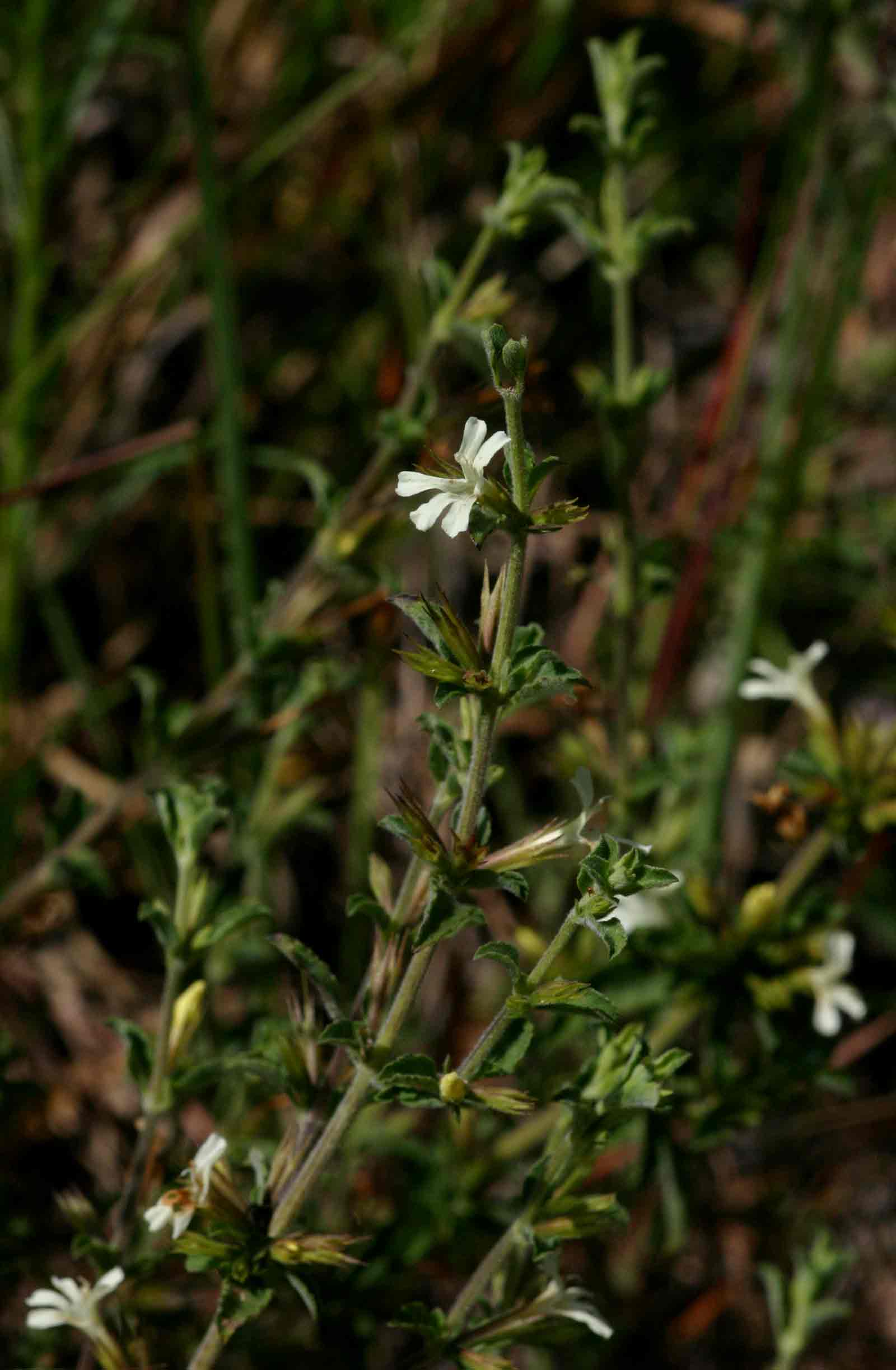 Dyschoriste hildebrandtii