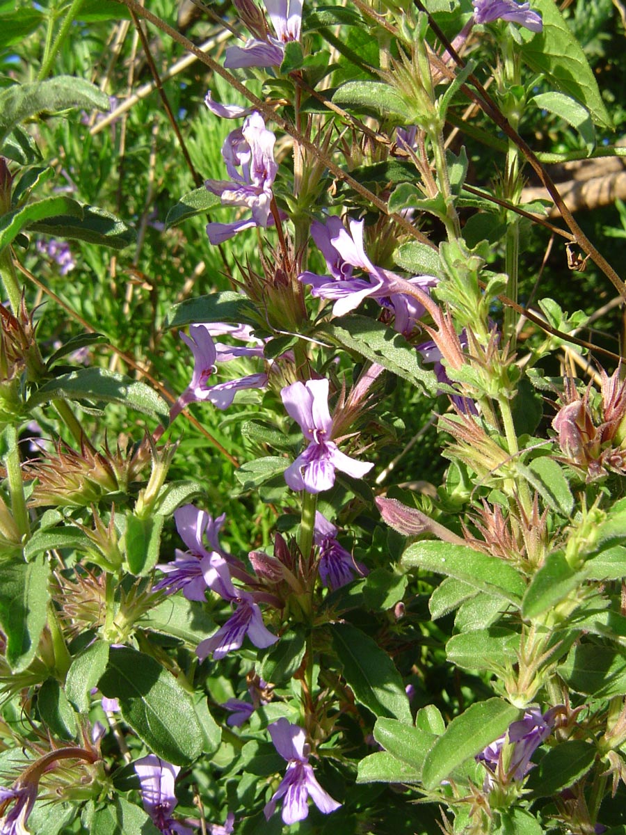 Dyschoriste hildebrandtii Dyschoriste hildebrandtii