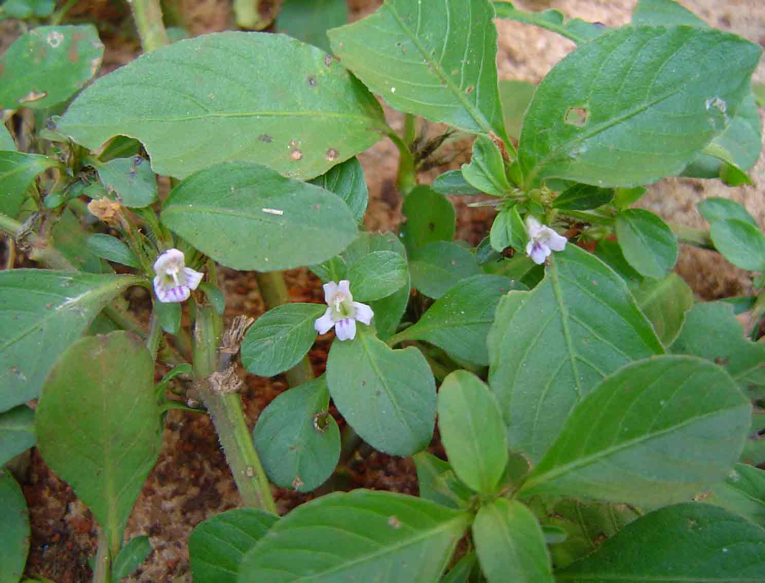 Dyschoriste nagchana