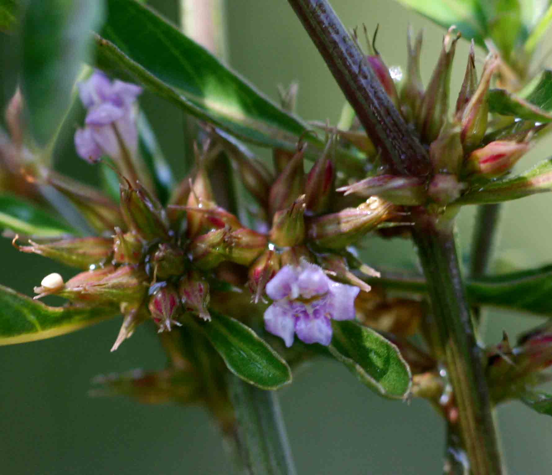 Dyschoriste nagchana