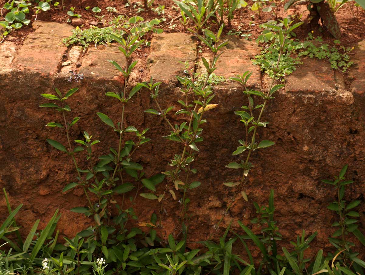 Dyschoriste nagchana