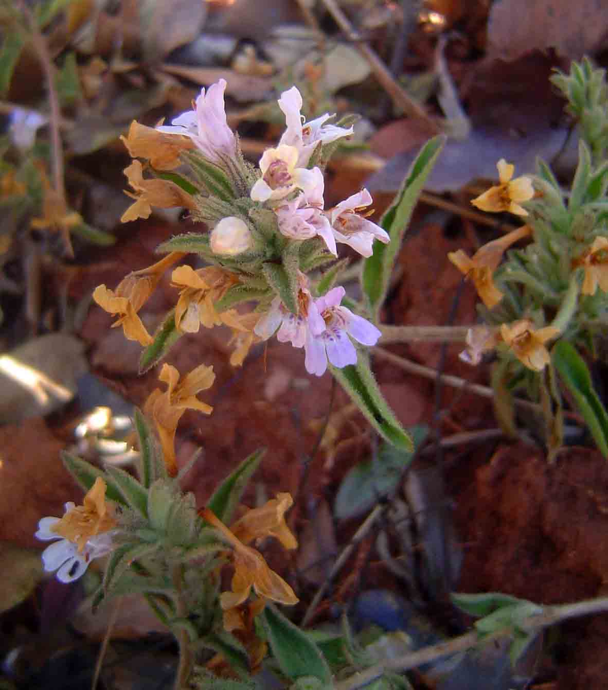 Dyschoriste trichocalyx subsp. verticillaris