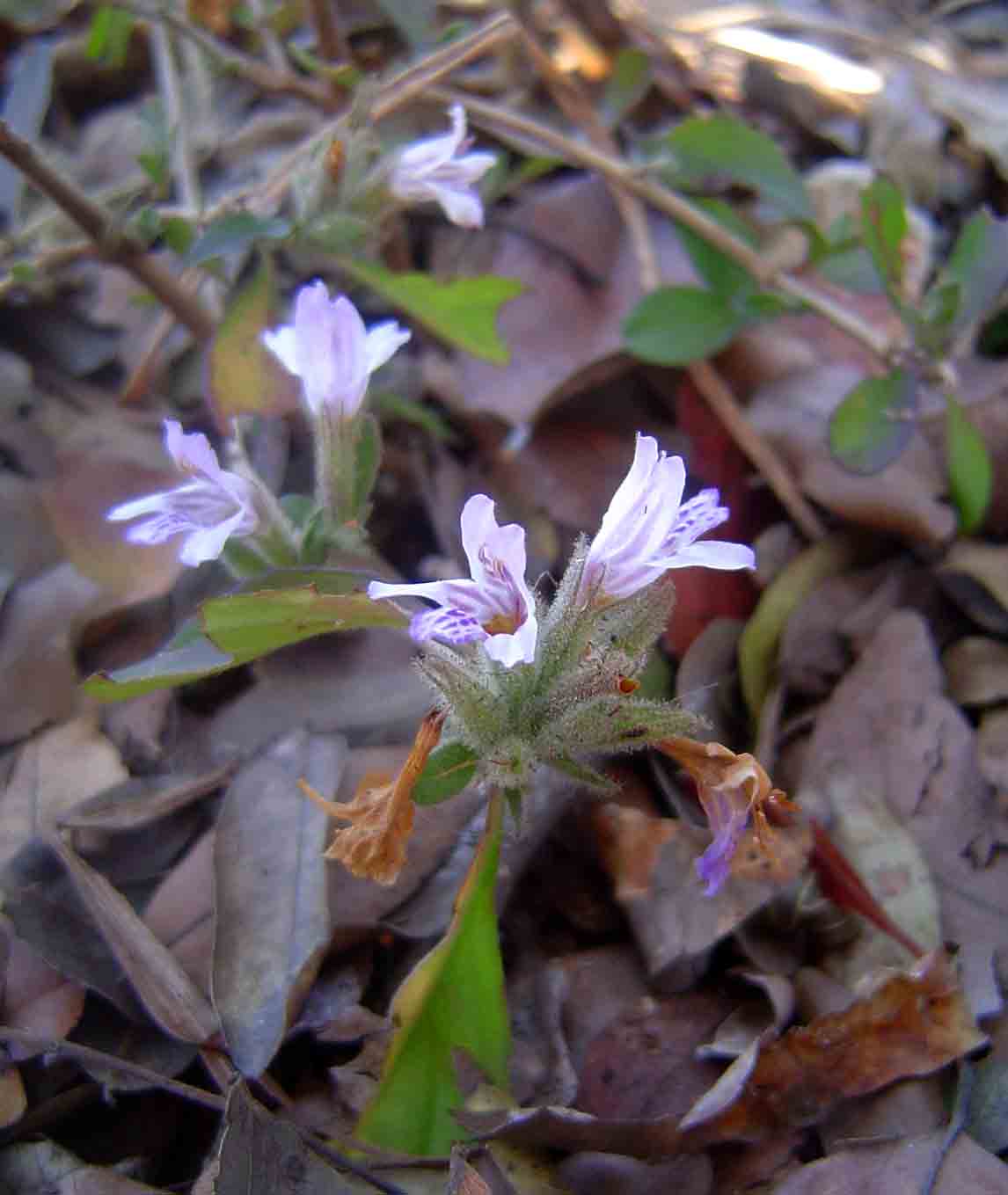 Dyschoriste trichocalyx subsp. verticillaris