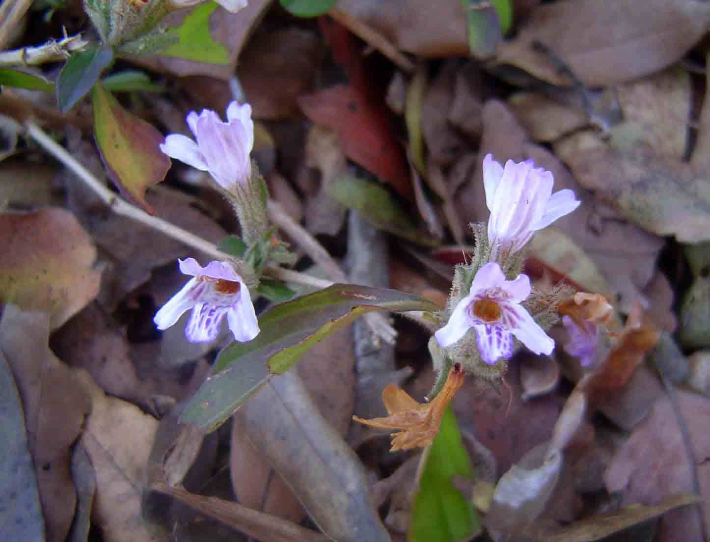 Dyschoriste trichocalyx subsp. verticillaris Dyschoriste trichocalyx subsp. verticillaris