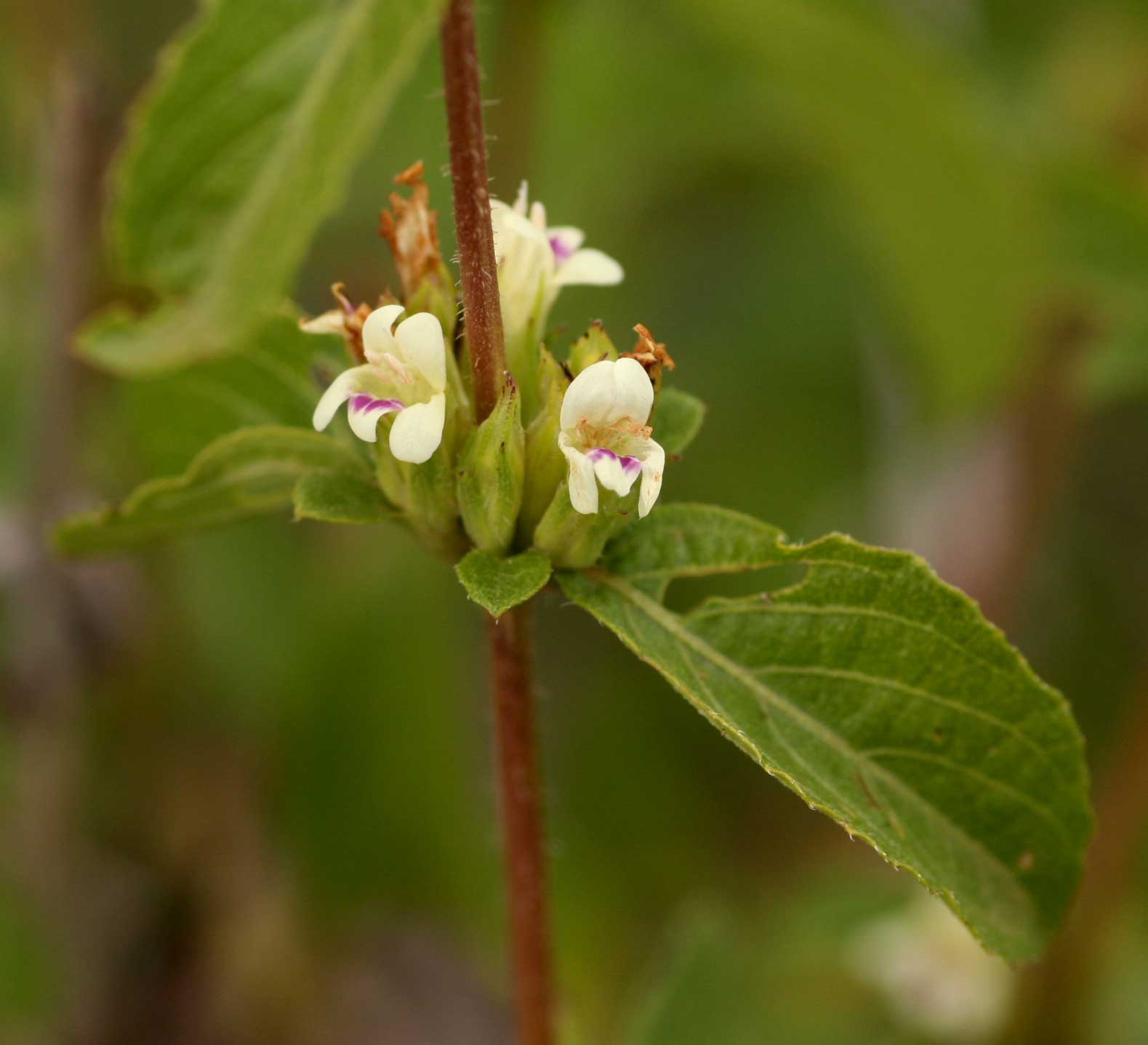 Duosperma crenatum Duosperma crenatum