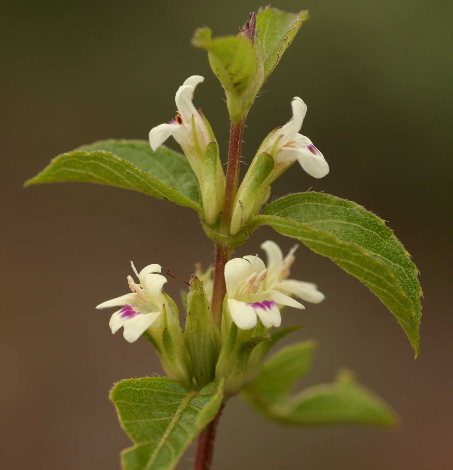 Duosperma crenatum Duosperma crenatum