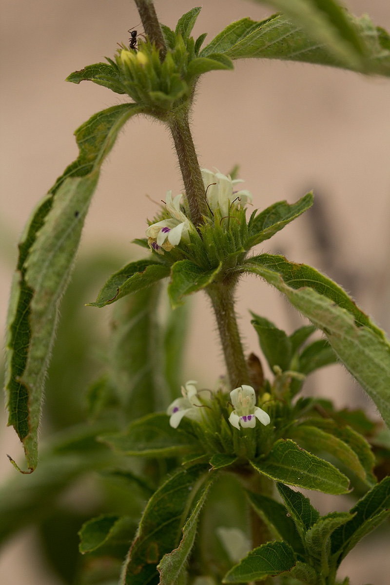 Duosperma crenatum Duosperma crenatum