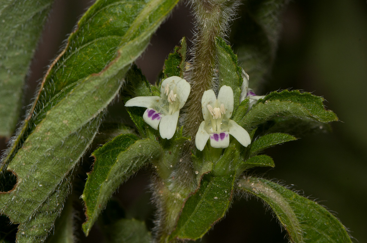 Duosperma crenatum Duosperma crenatum
