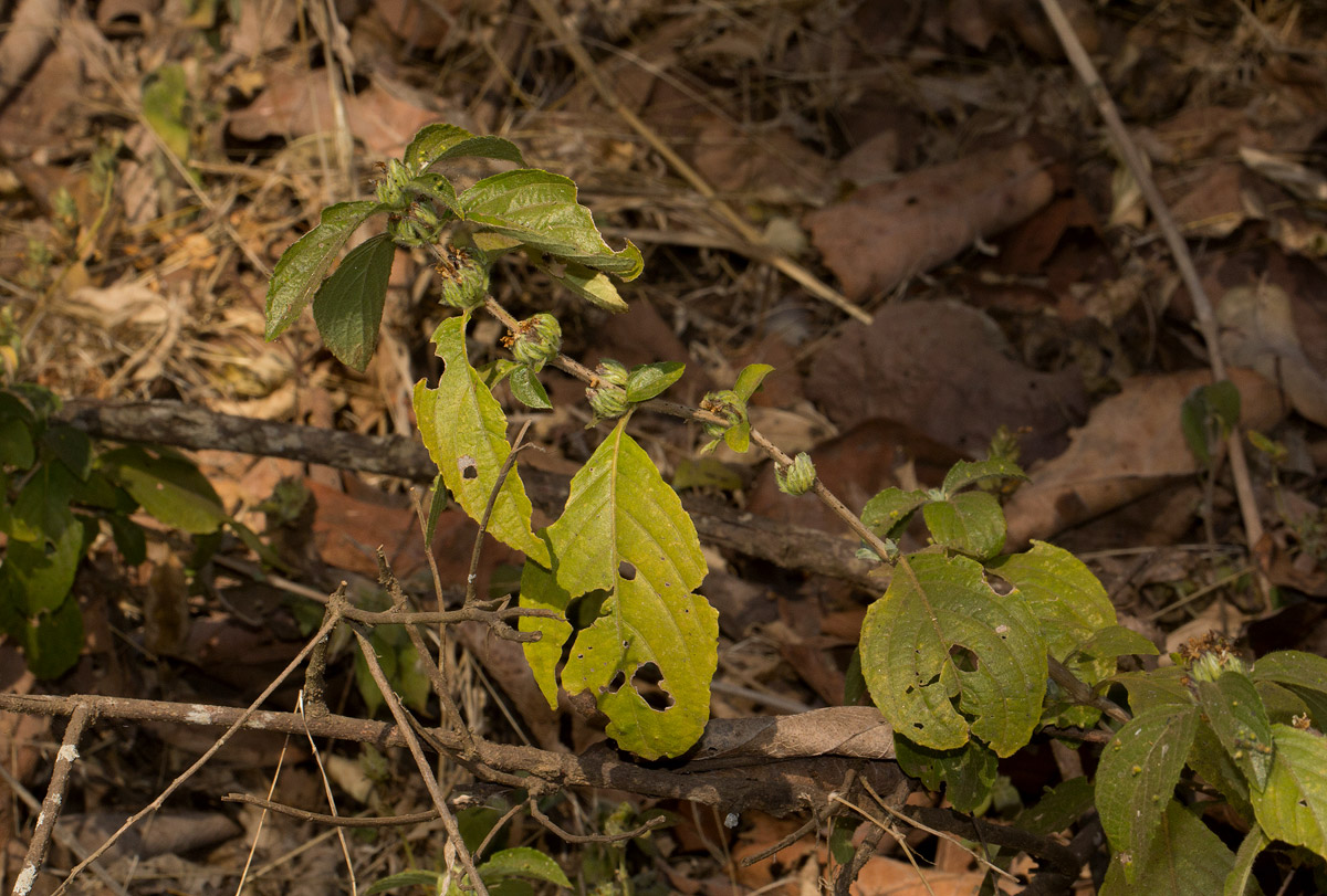 Duosperma crenatum Duosperma crenatum