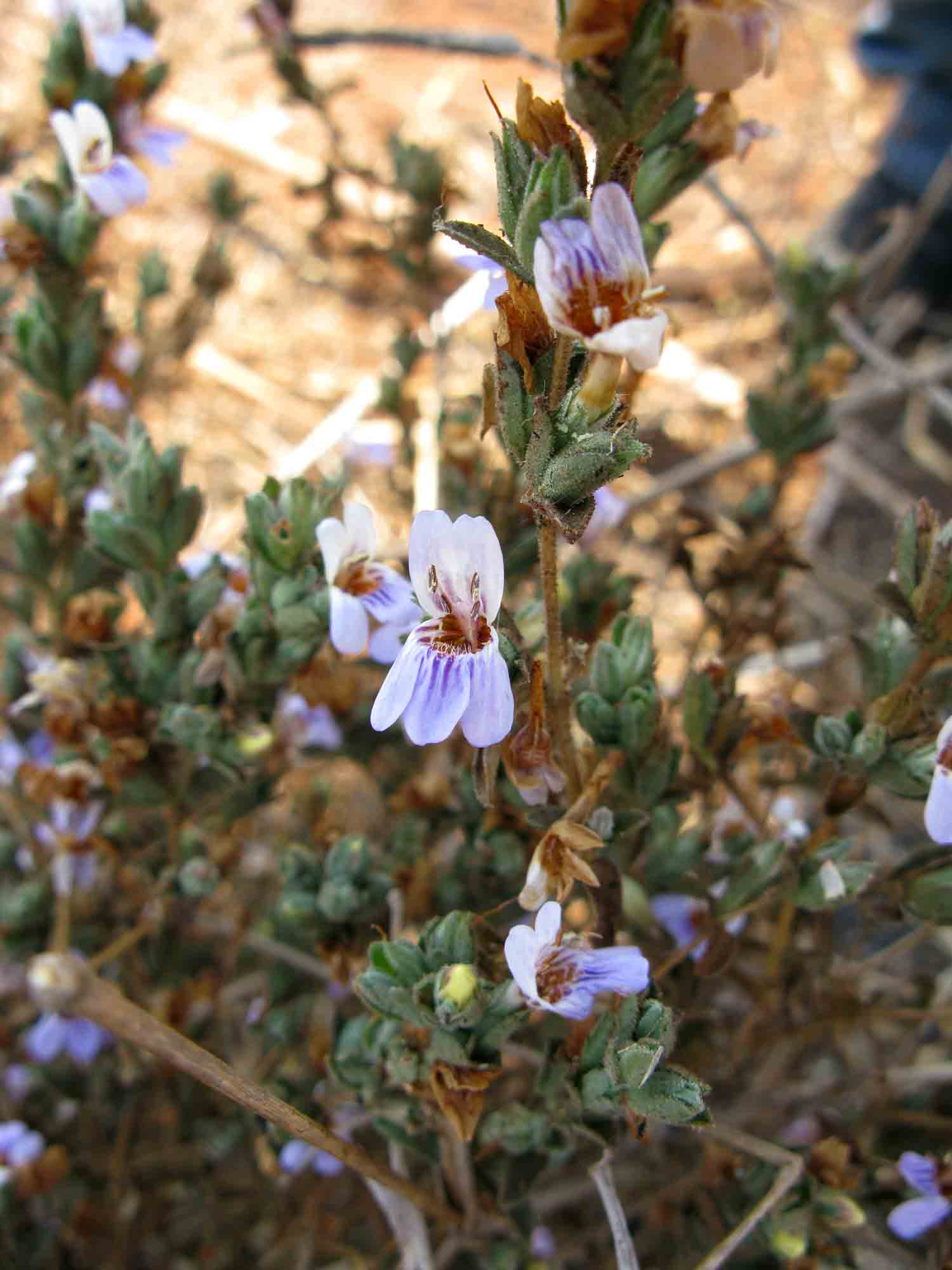 Duosperma quadrangulare