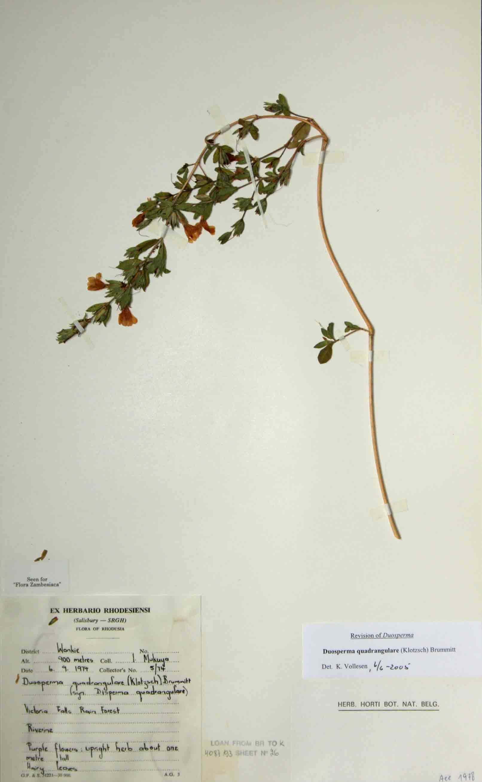 Duosperma quadrangulare