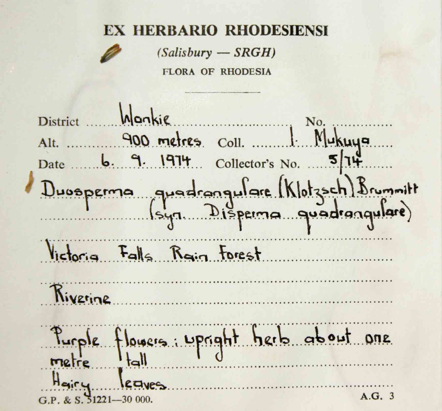 Duosperma quadrangulare