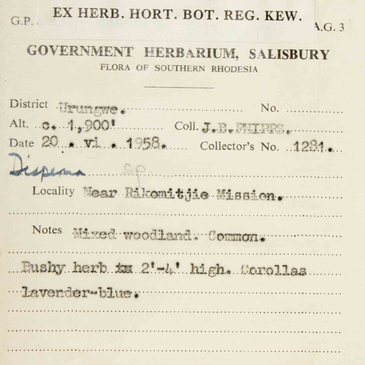 Duosperma quadrangulare