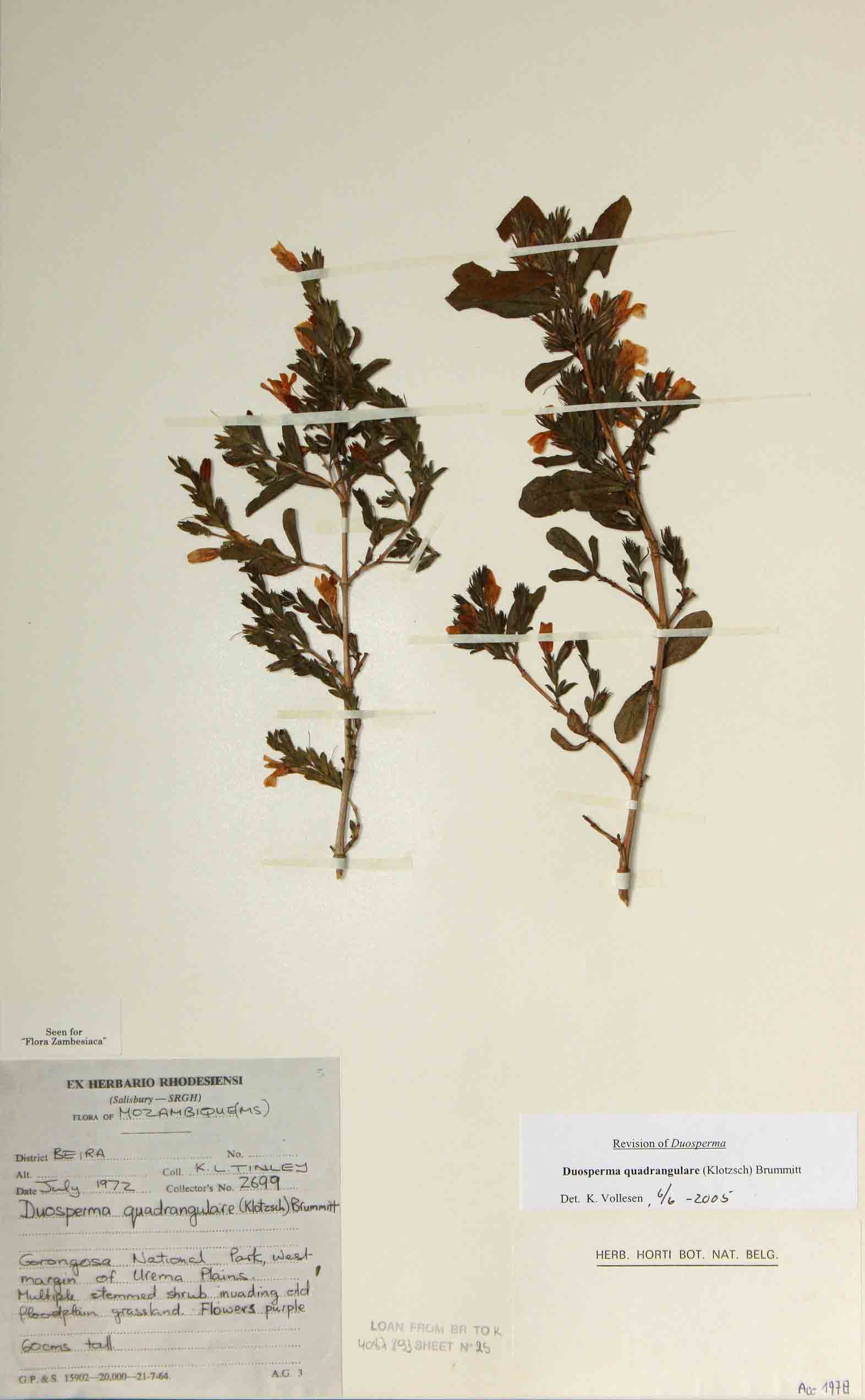 Duosperma quadrangulare