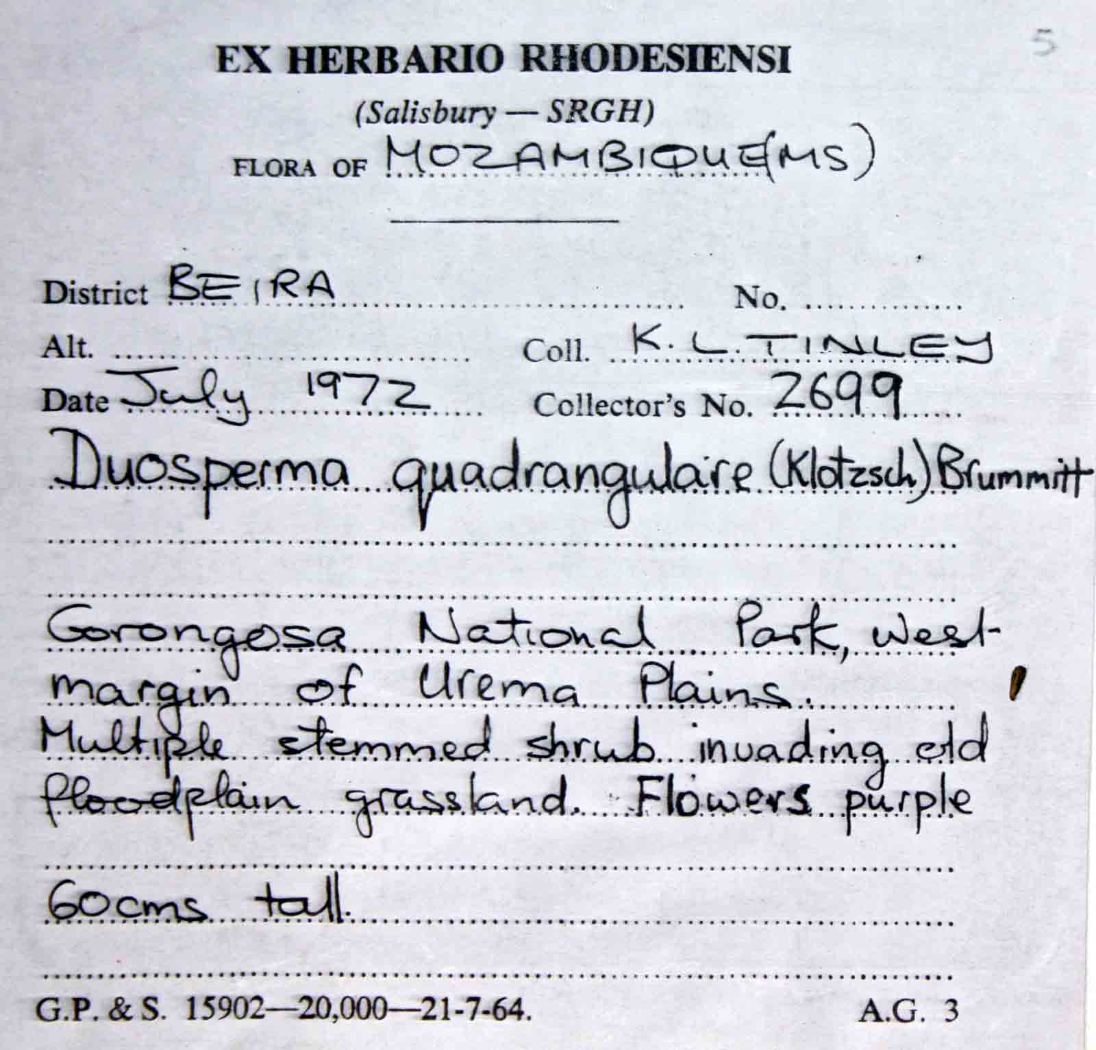 Duosperma quadrangulare