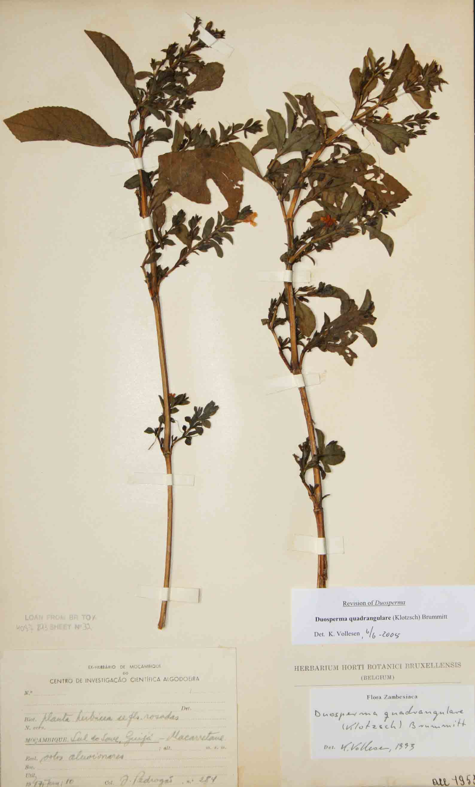 Duosperma quadrangulare