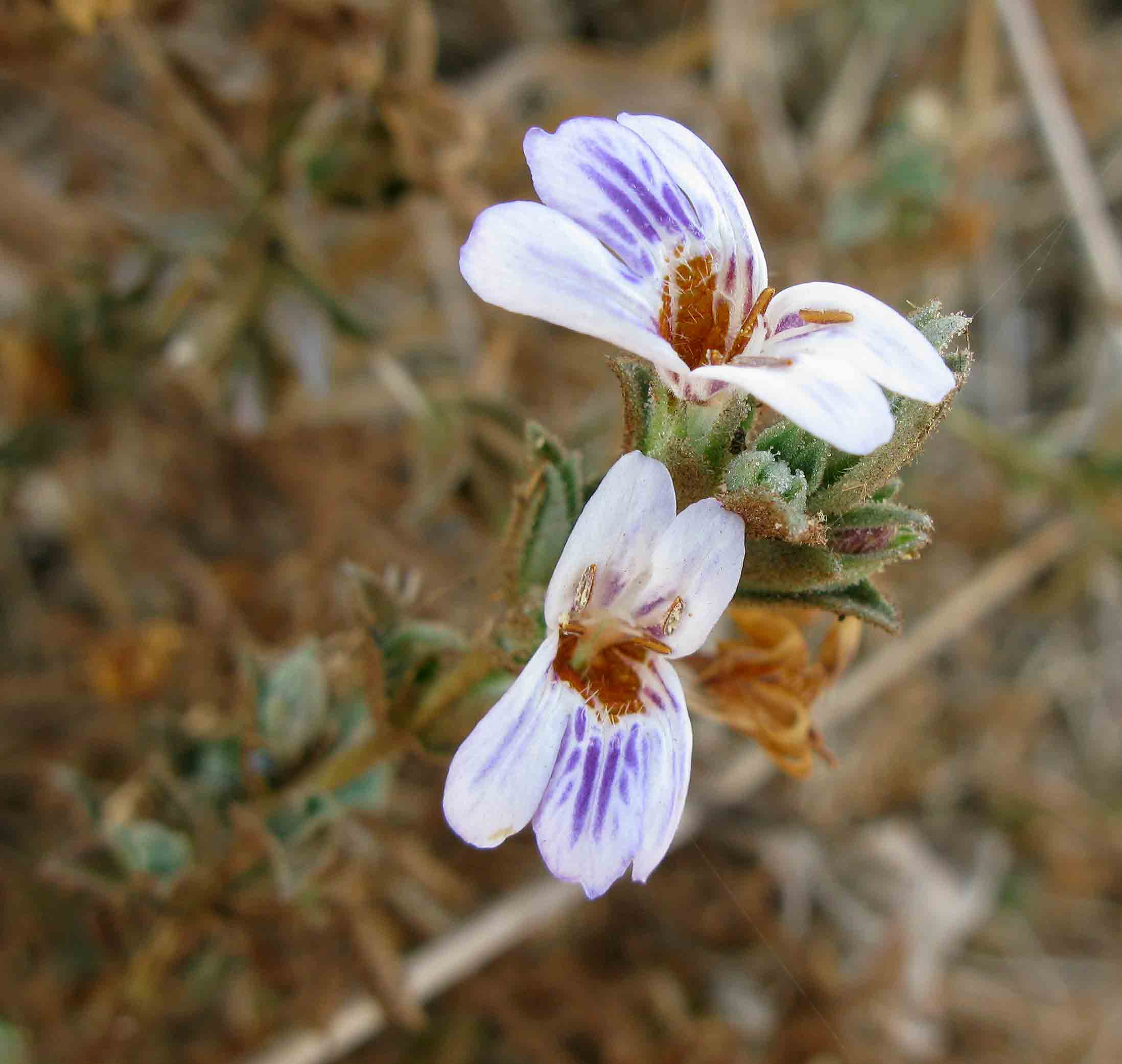 Duosperma quadrangulare