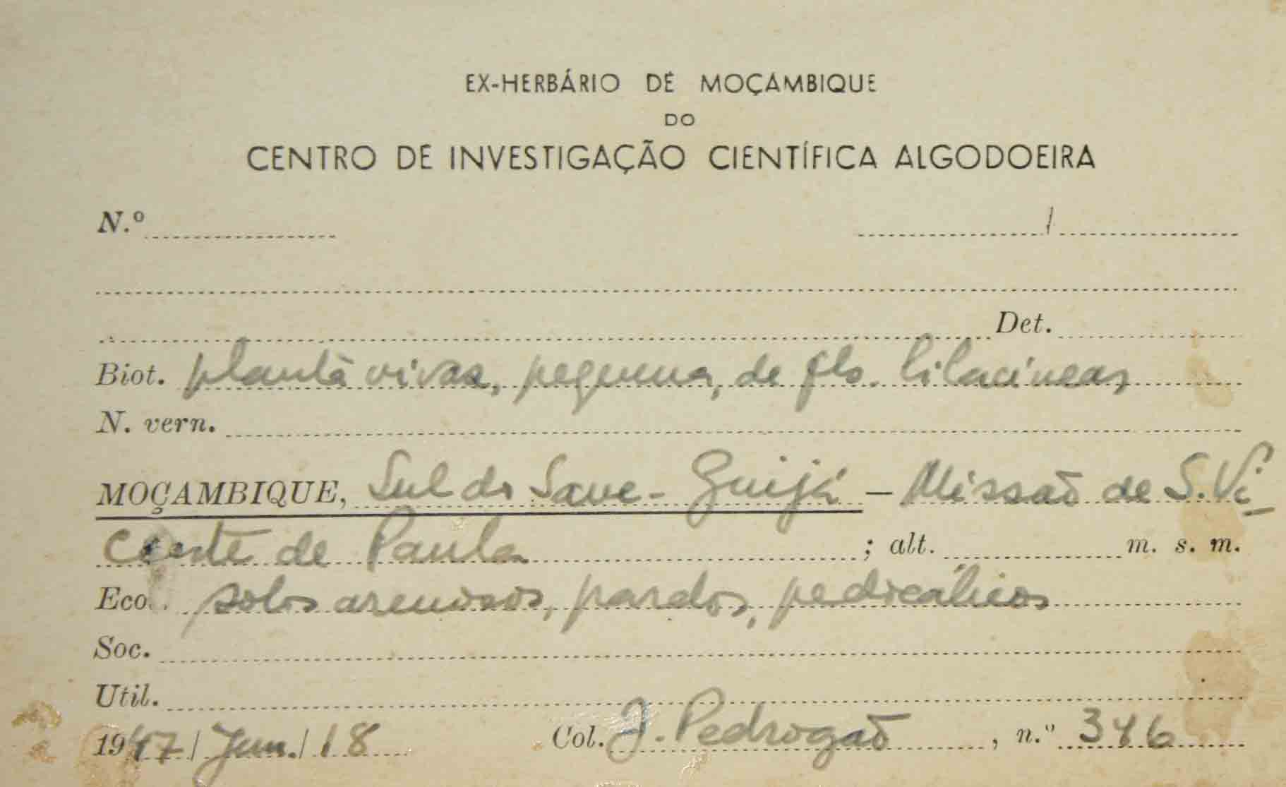 Duosperma quadrangulare