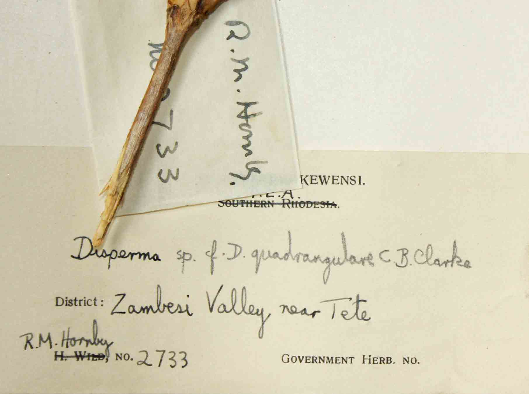 Duosperma quadrangulare