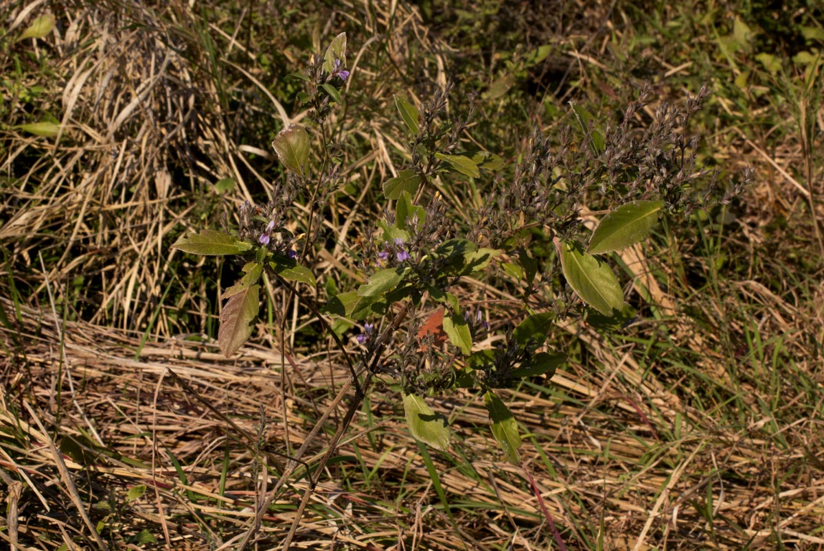 Duosperma quadrangulare