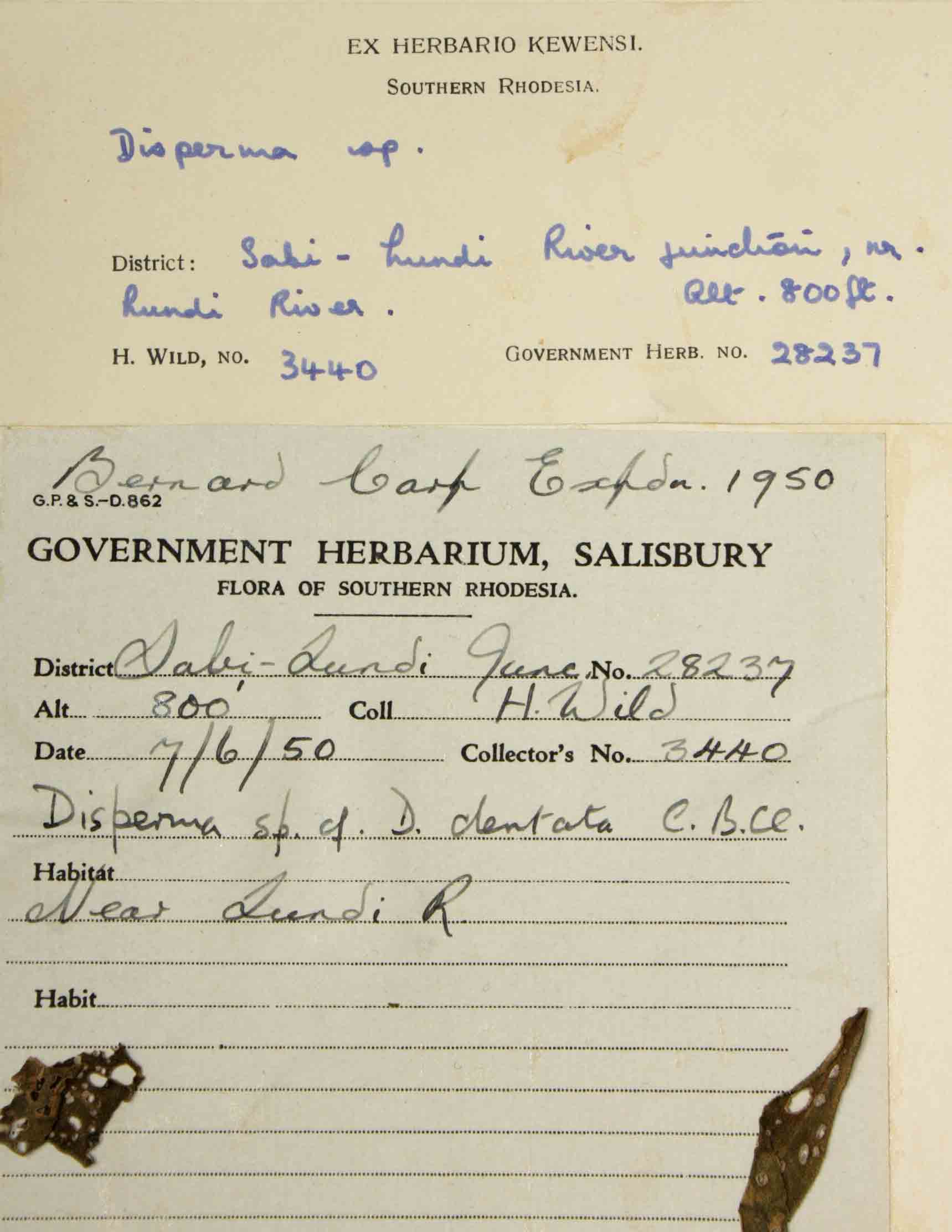 Duosperma quadrangulare