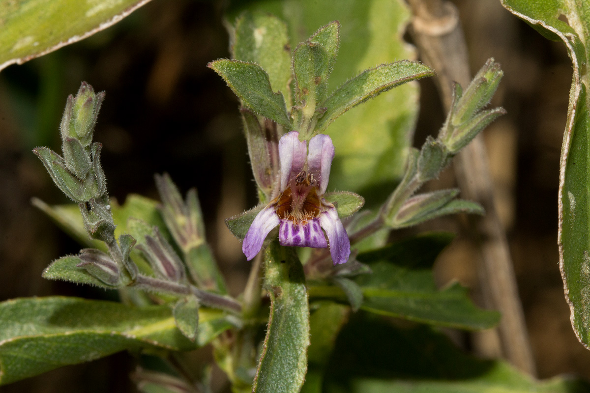 Duosperma quadrangulare