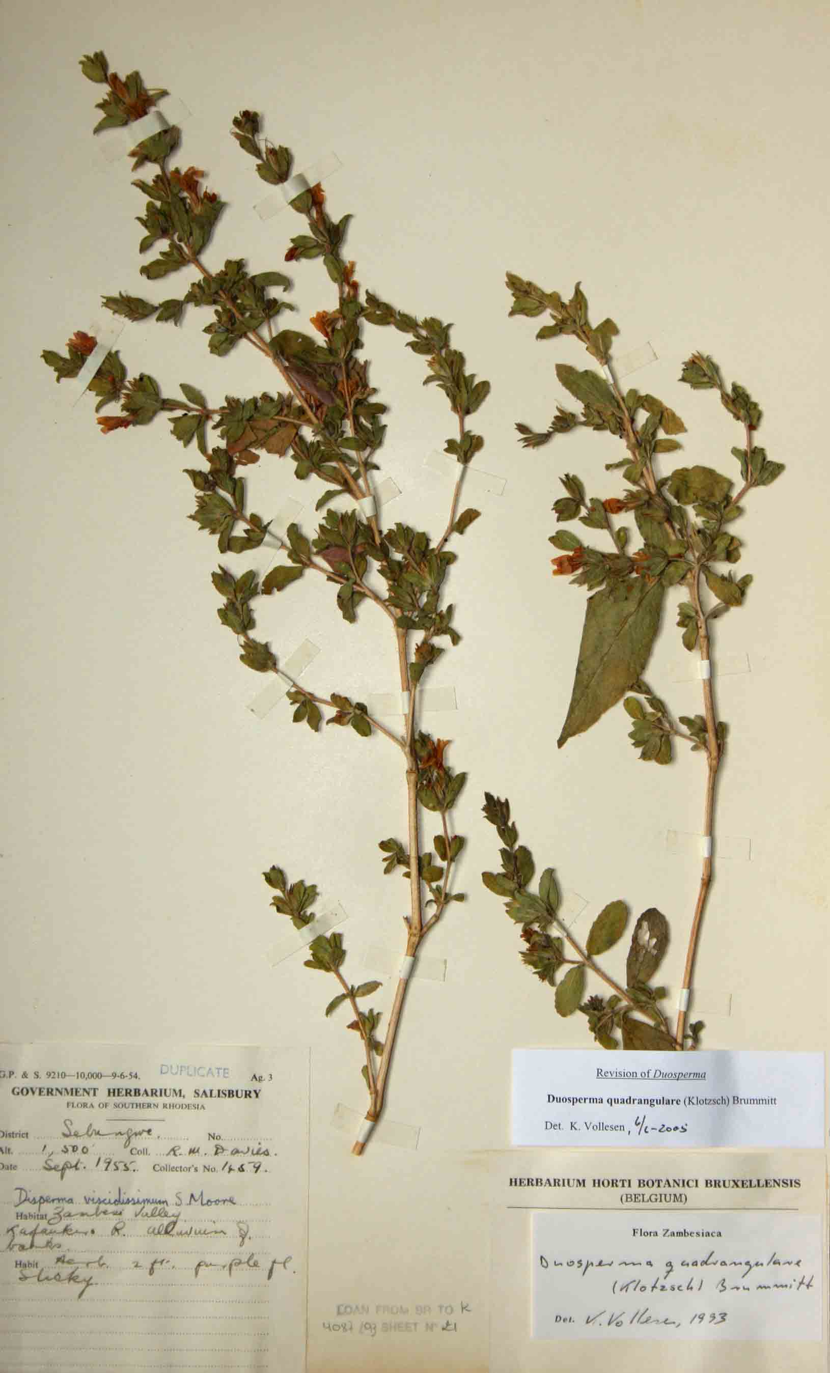 Duosperma quadrangulare