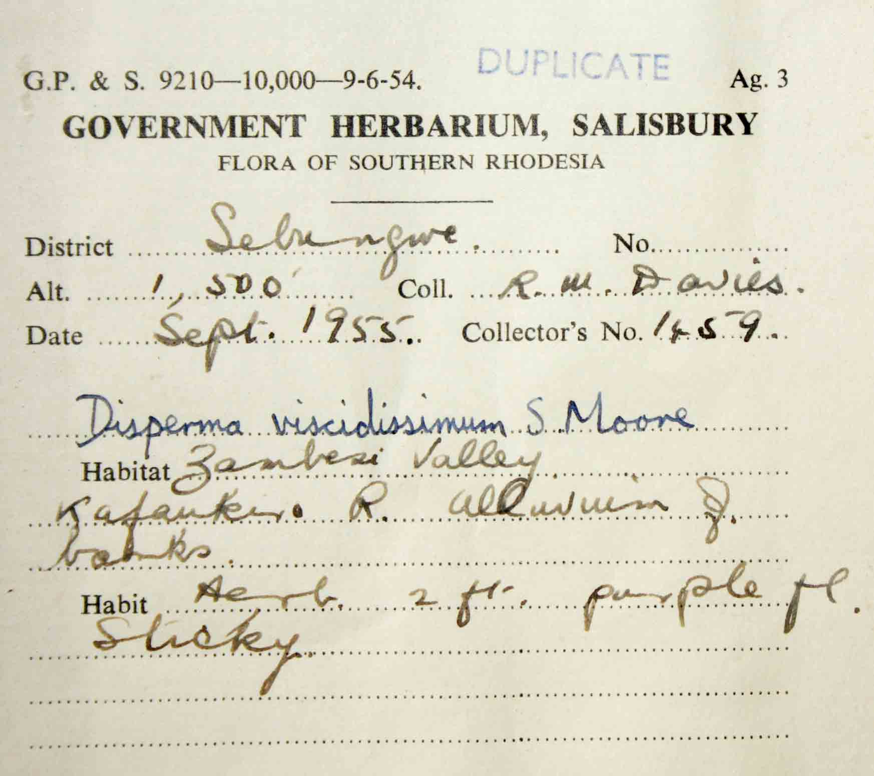 Duosperma quadrangulare