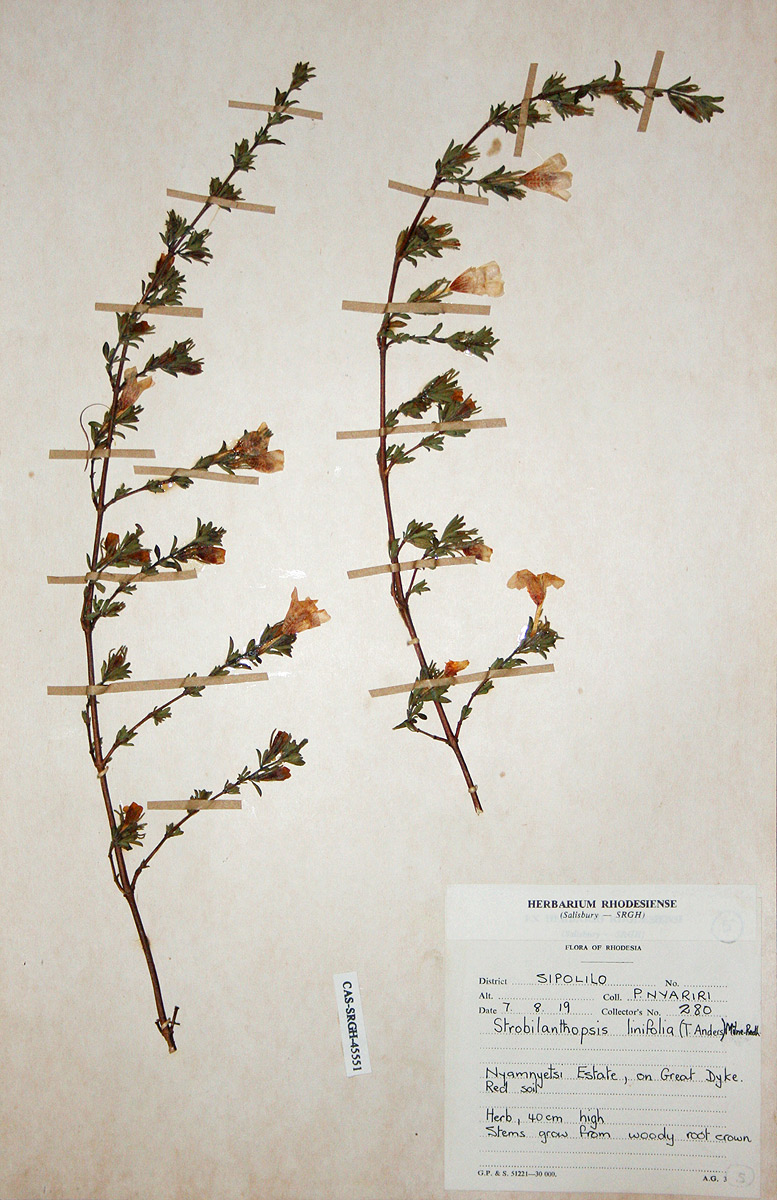 Strobilanthopsis linifolia